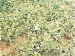 bindweed.jpg