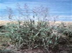 johnsongrass.jpg