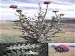 muskthistle.jpg