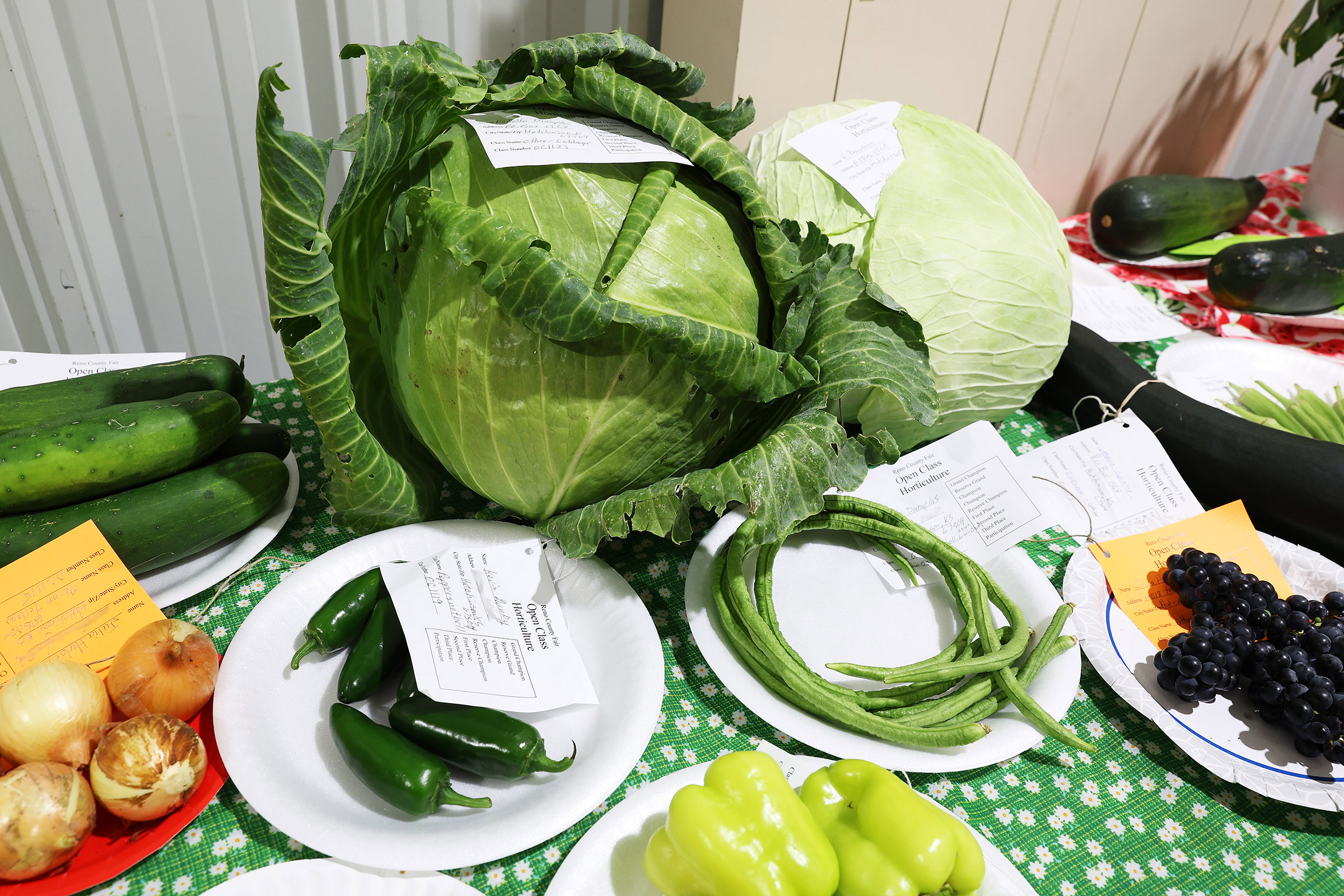 2025 reno county 4h fair_8903 c.jpg